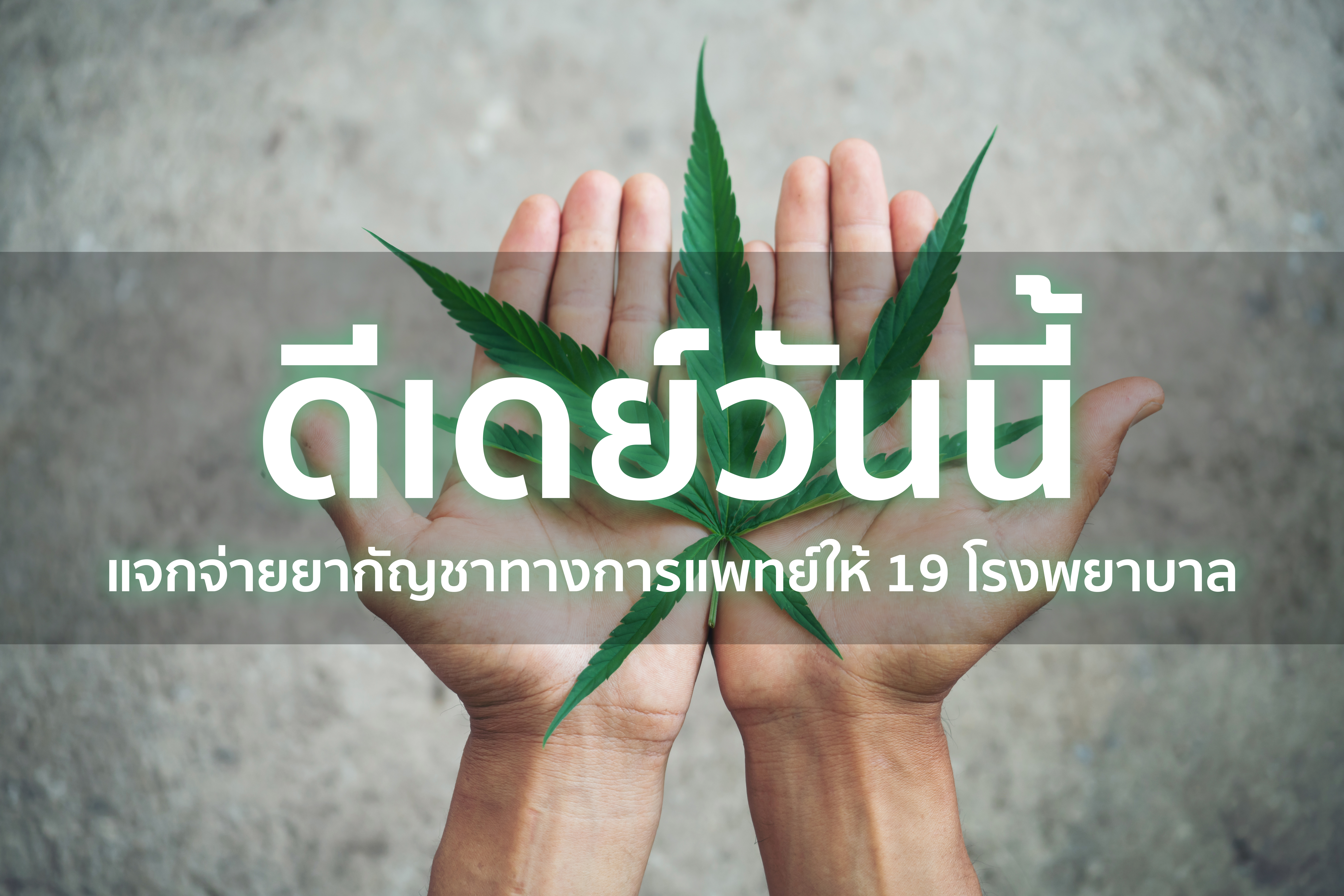 ดีเดย์วันนี้ แจกจ่ายยากัญชาทางการแพทย์ให้ 19 โรงพยาบาล