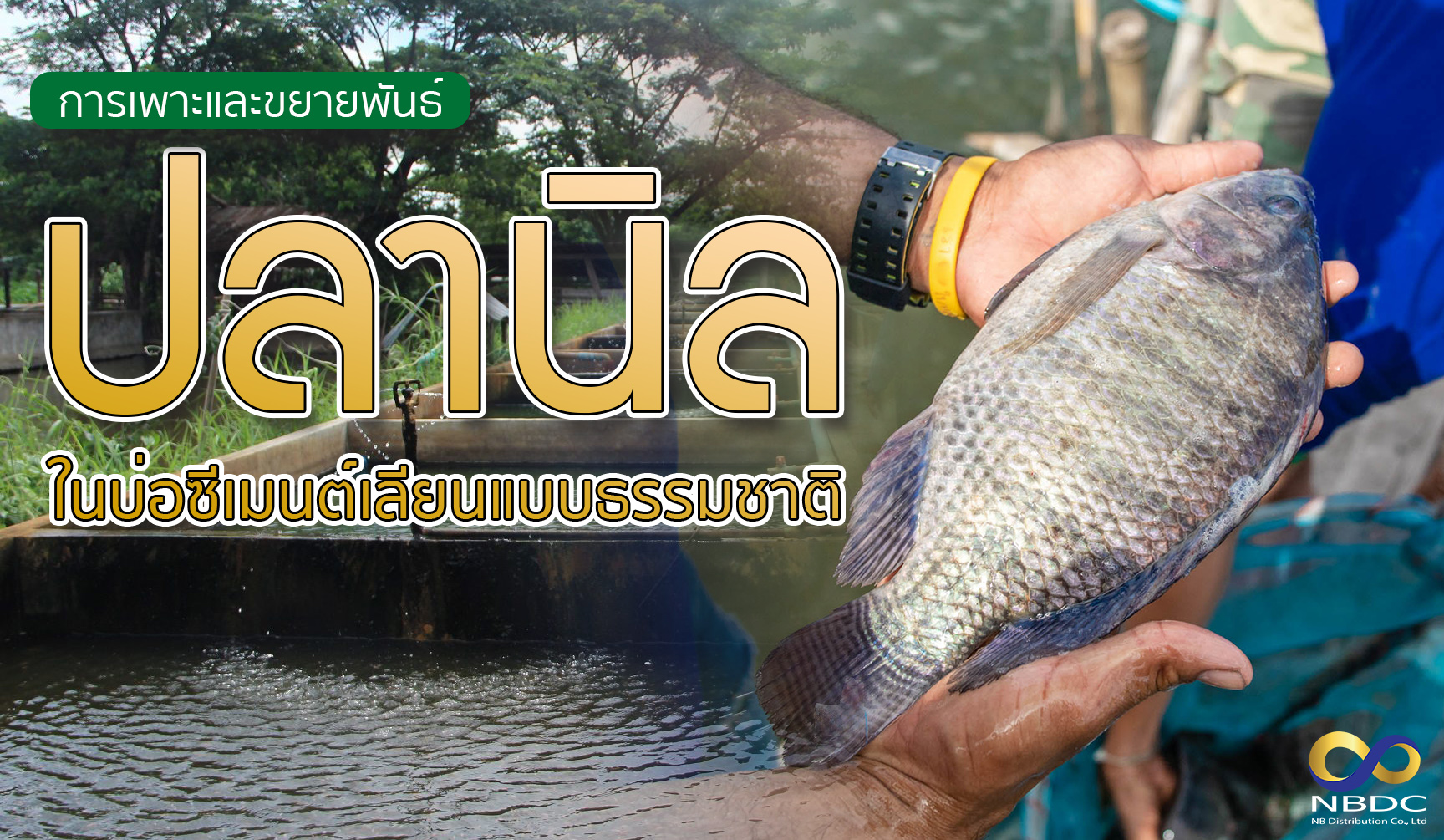 การเพาะและขยายพันธุ์ปลานิลในบ่อซีเมนต์เลียนแบบธรรมชาติ