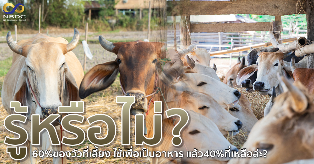 รู้หรือไม่? 60%ของวัวที่เลี้ยง ใช้เพื่อเป็นอาหาร แล้ว40%ที่เหลือล่ะ?🐮