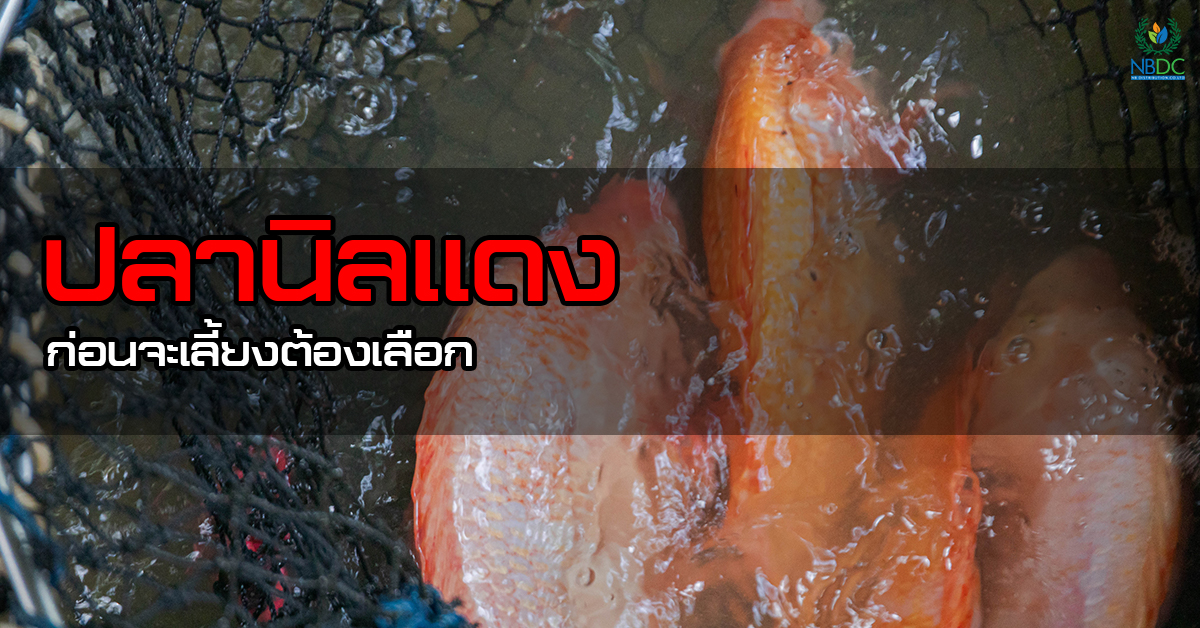 ปลานิลแดง ก่อนจะเลี้ยงต้องเลือก