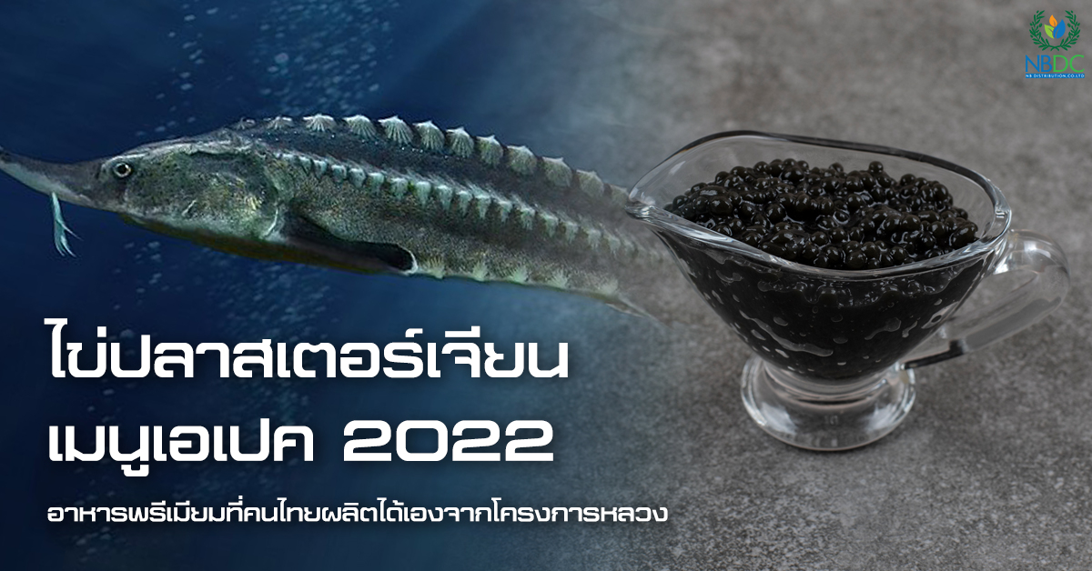 “ไข่ปลาสเตอร์เจียน” เมนูเอเปค 2022 อาหารพรีเมียมที่คนไทยผลิตได้เองจากโครงการหลวง