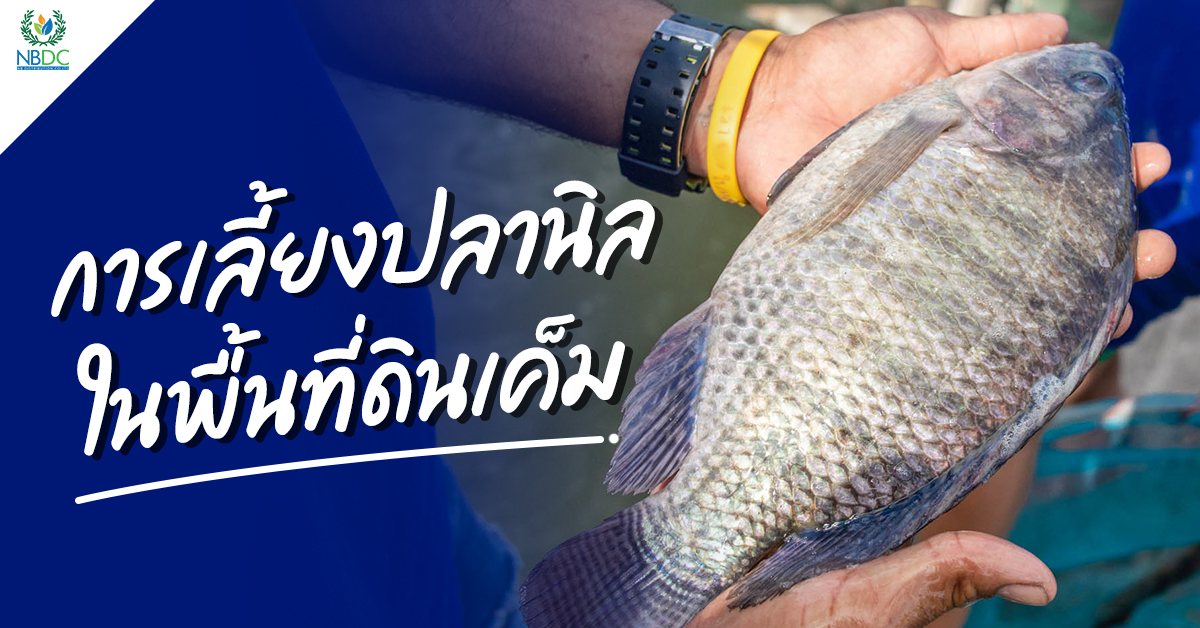 การเลี้ยงปลานิลในพื้นที่ดินเค็ม