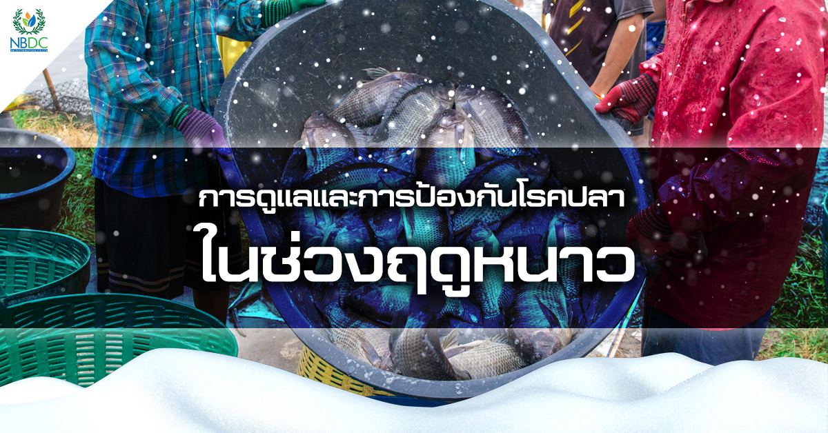 การดูแลและการป้องกันโรคปลาในช่วงฤดูหนาว