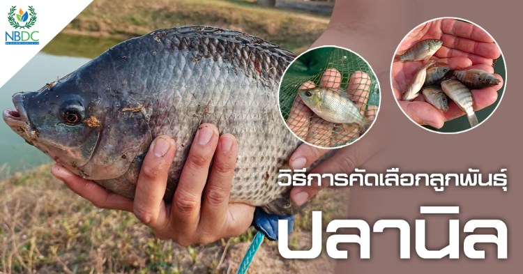 การคัดเลือกลูกพันธุ์ปลานิล