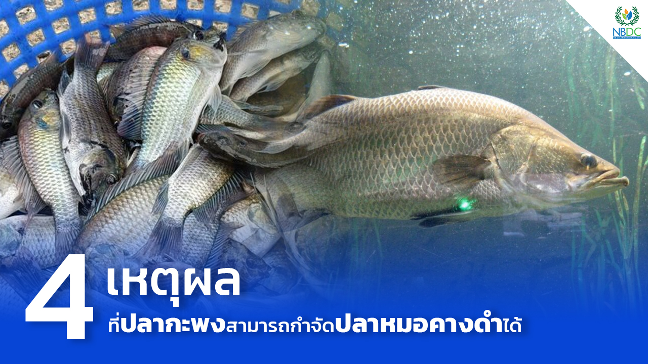 4 เหตุผลที่ปลากะพงสามารถกำจัดปลาหมอคางดำได้